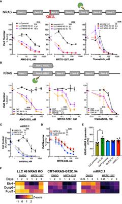 Evaluation of KRASG12C inhibitor responses in novel murine KRASG12C lung cancer cell line models